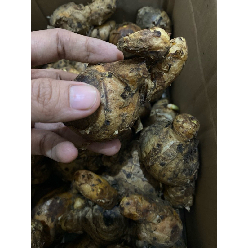 

bonggol kunyit / biang kunyit / induk kunir