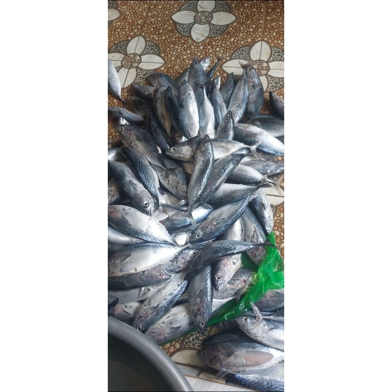

ikan tongkol unyil