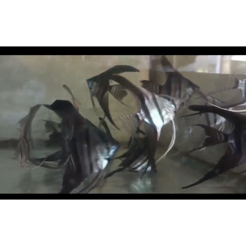 manfish BW slayer warna tegas