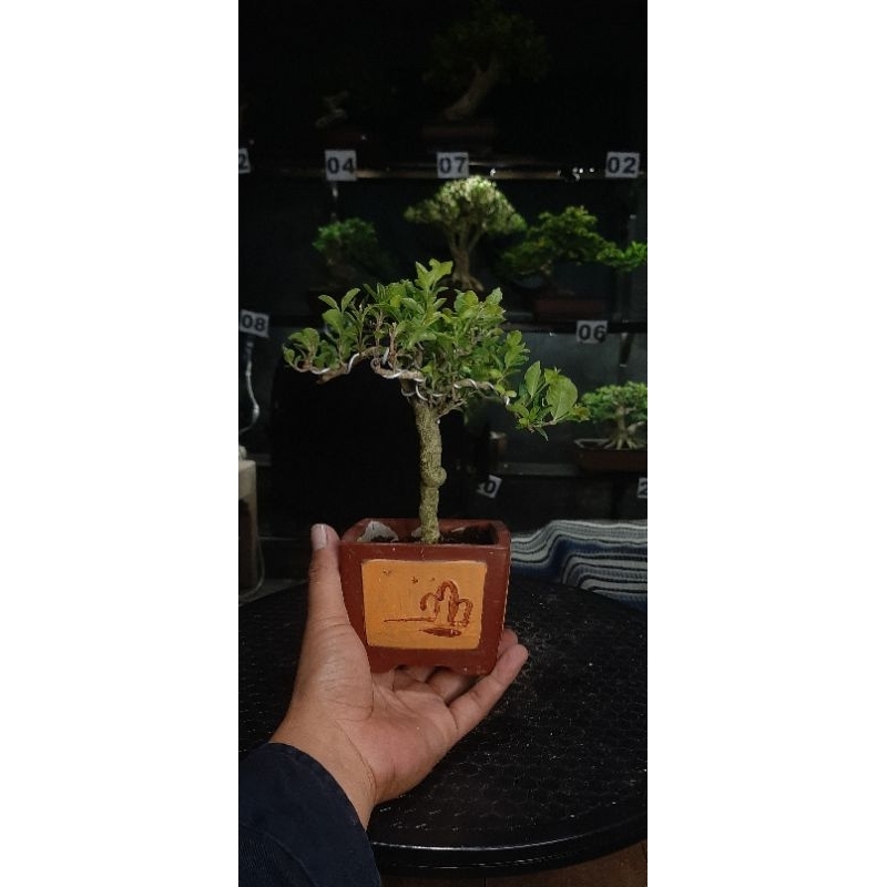 bonsai buah sianci mikro sesuai dengan gambar