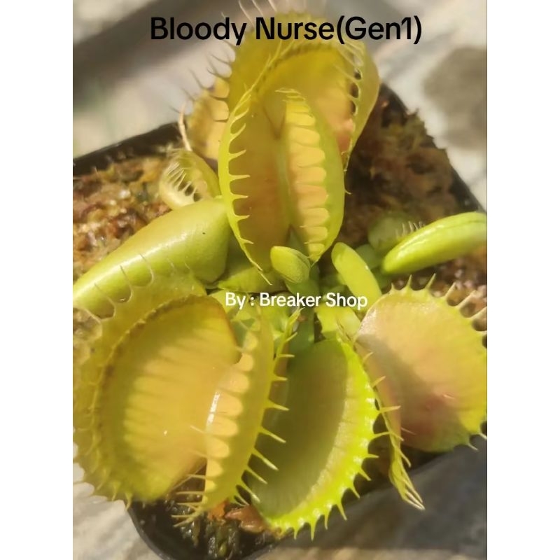 VFT Venus Flytrap Bloody Nurse (BN)