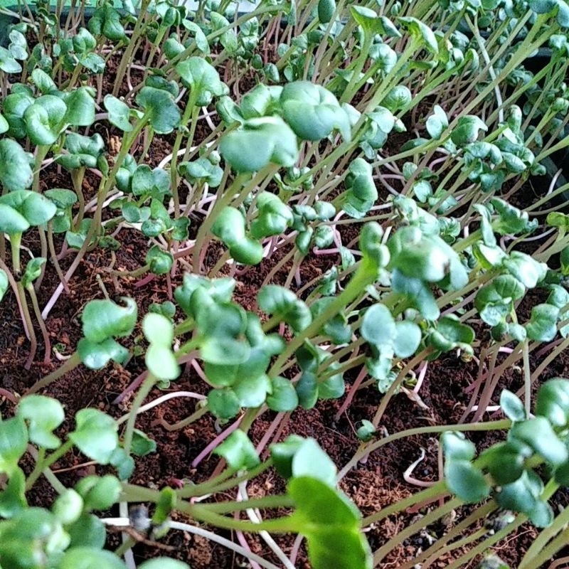 

Sayur Microgreen Red Radish / Lobak Merah 50 gram Siap Makan