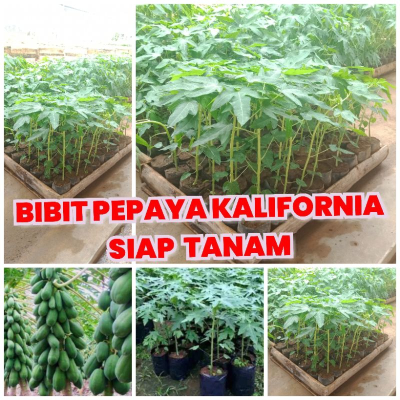 3 bibit pepaya kalina Kalifornia California betina tinggi 20 cm siap tanam