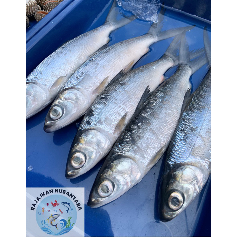 

IKAN BANDENG 500GR ISI 2-3 PCS FRESH PREMIUM FROZEN TERMURAH