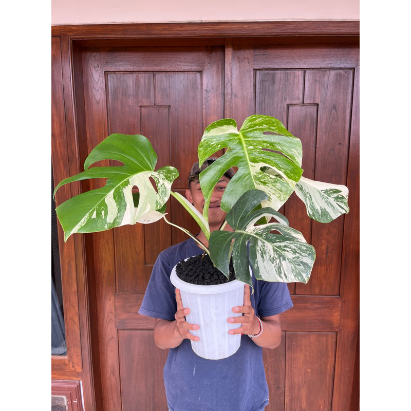 Tanaman Hias Monstera Varigata / Varigata Mewah / Monstera