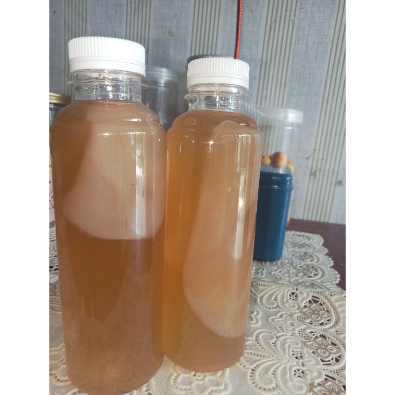 Bibit Kombucha / jamur Scoby