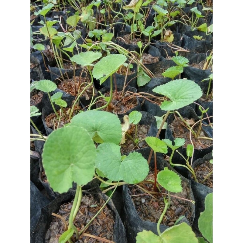 

Daun Pegagan Organic / Antanan 500g Kaya manfaat