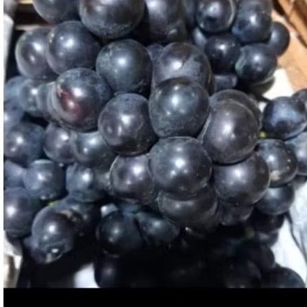 

Buah Anggur Bali Seririt segar buah langka per500 gram