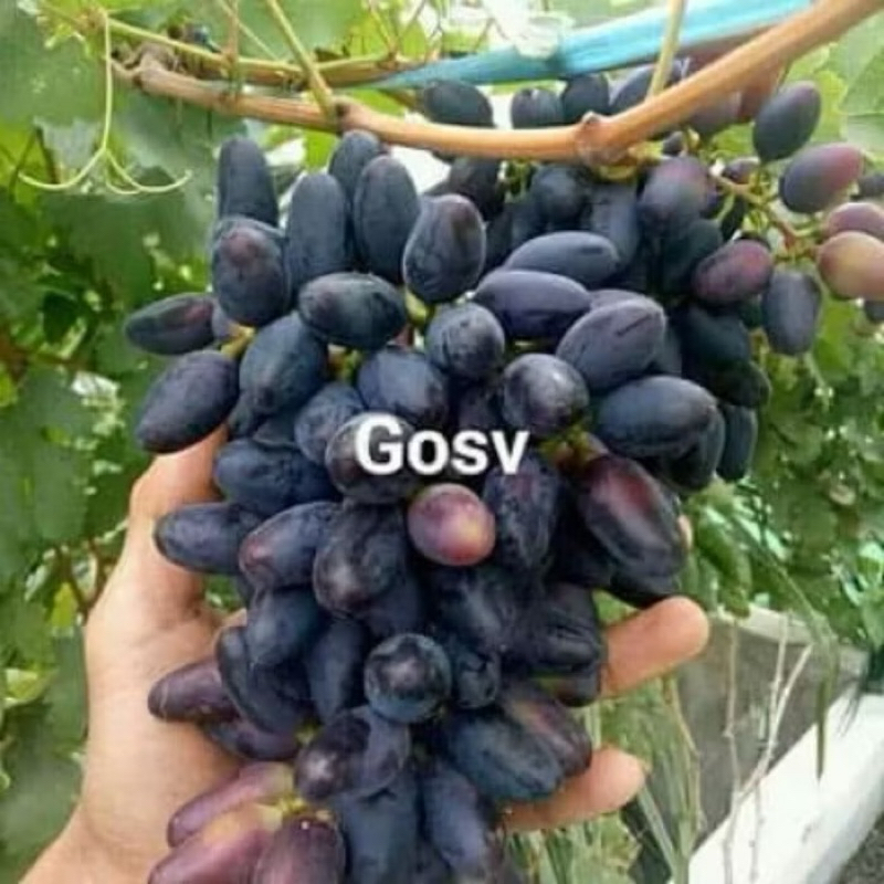 bibit anggur import Jenis Gosv