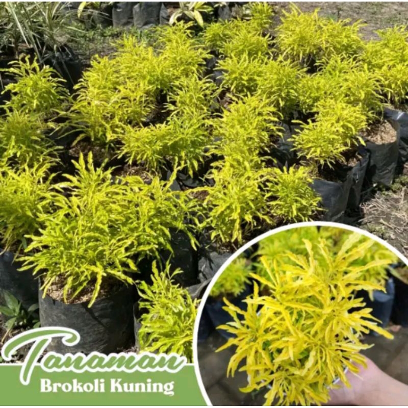 

( BELI 5 GRATIS 1 ) Tanaman Hias Brokoli Hijau & Kuning - Bibit Brokoli Rimbun Tinggi 30 cm