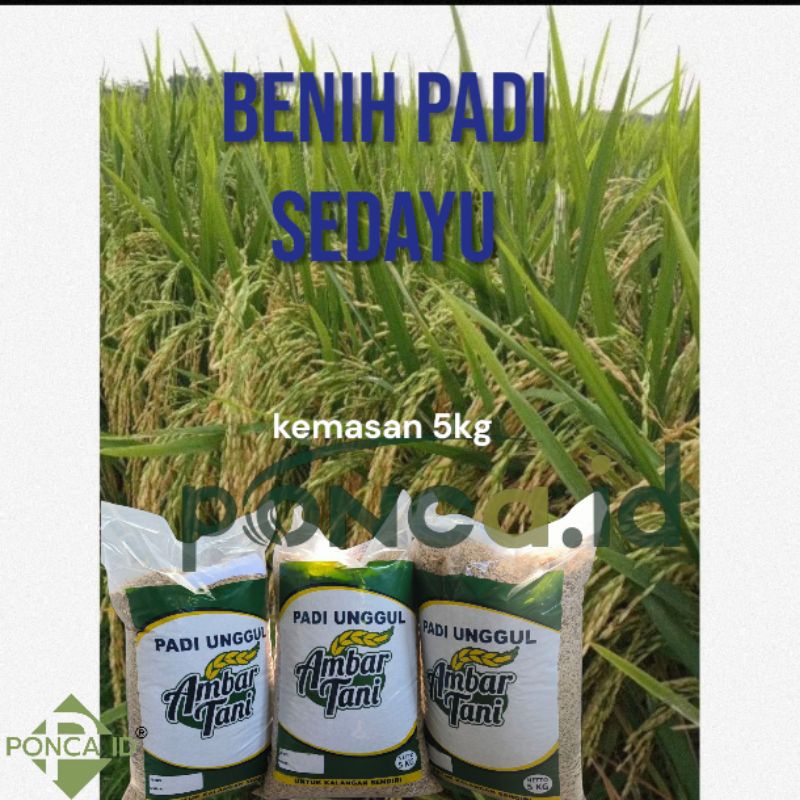 BENIH PADI SEDAYU KEMASAN 5KG