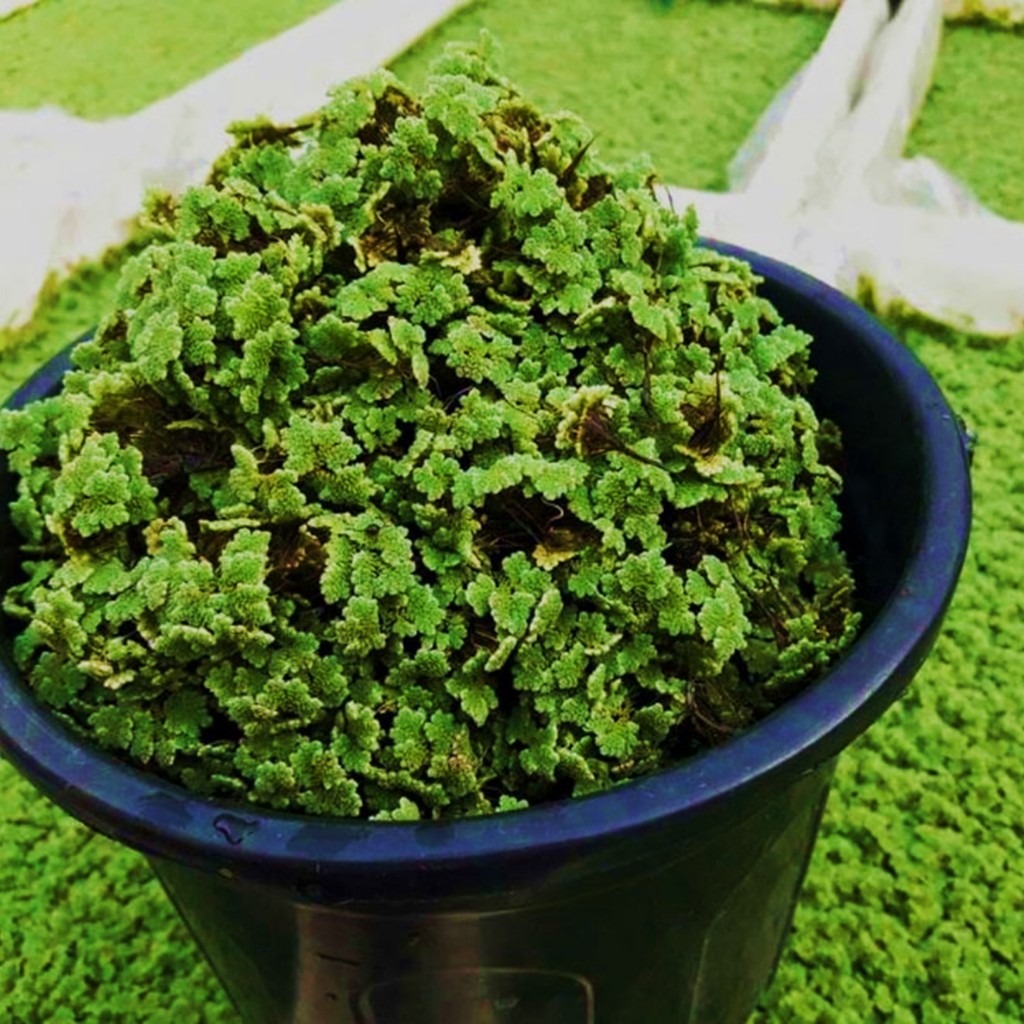 Azolla Microphylla – Pakan Alternatif Ayam & Bebek Tinggi Nutrisi