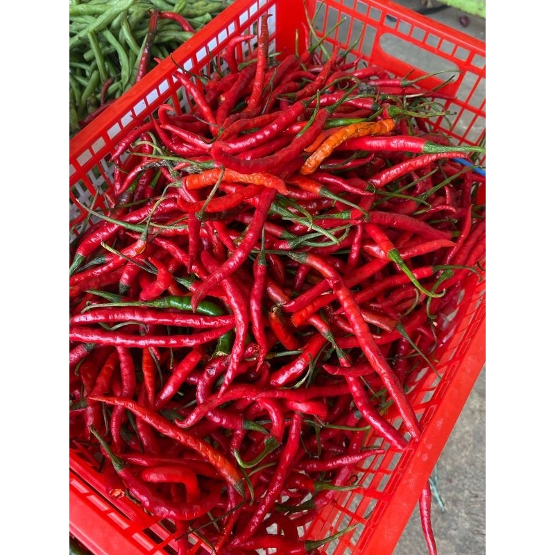 

Cabe keriting (CO sameday/instan)