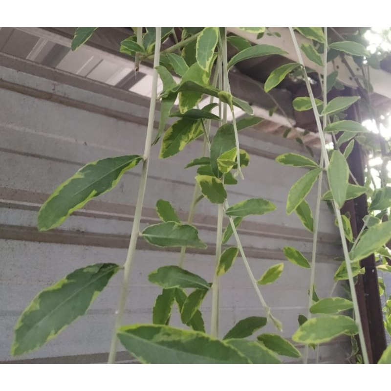 paket 100stek tanaman hias lee kwan yew varigata