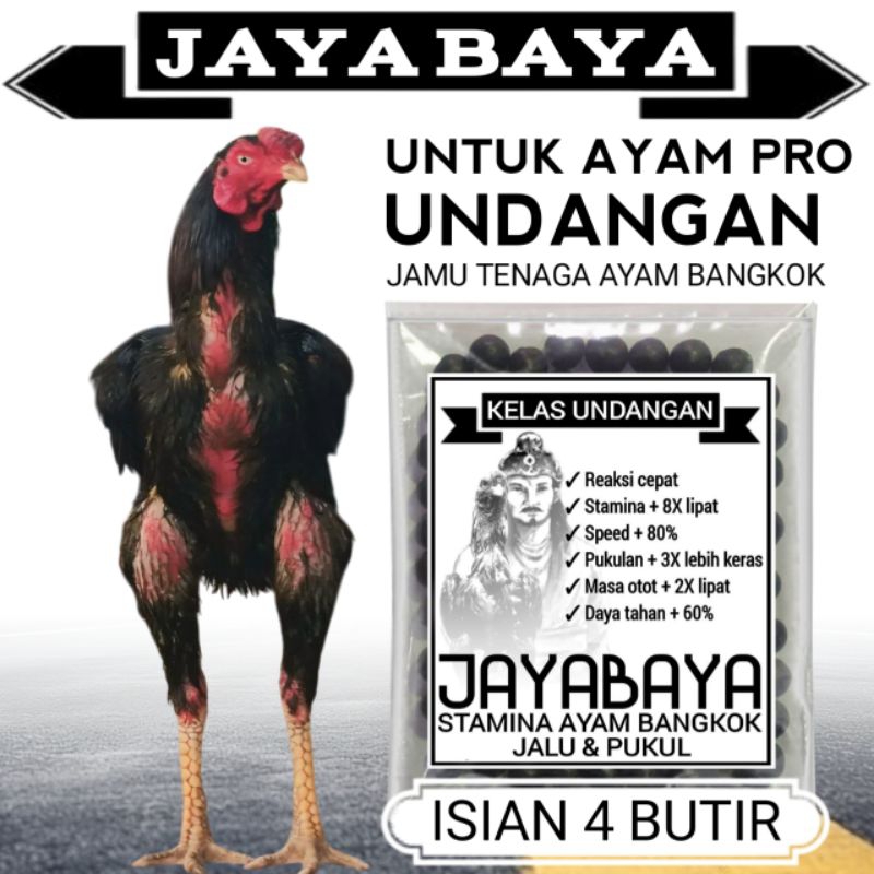 Pakan Ayam Aduan Jayabaya
