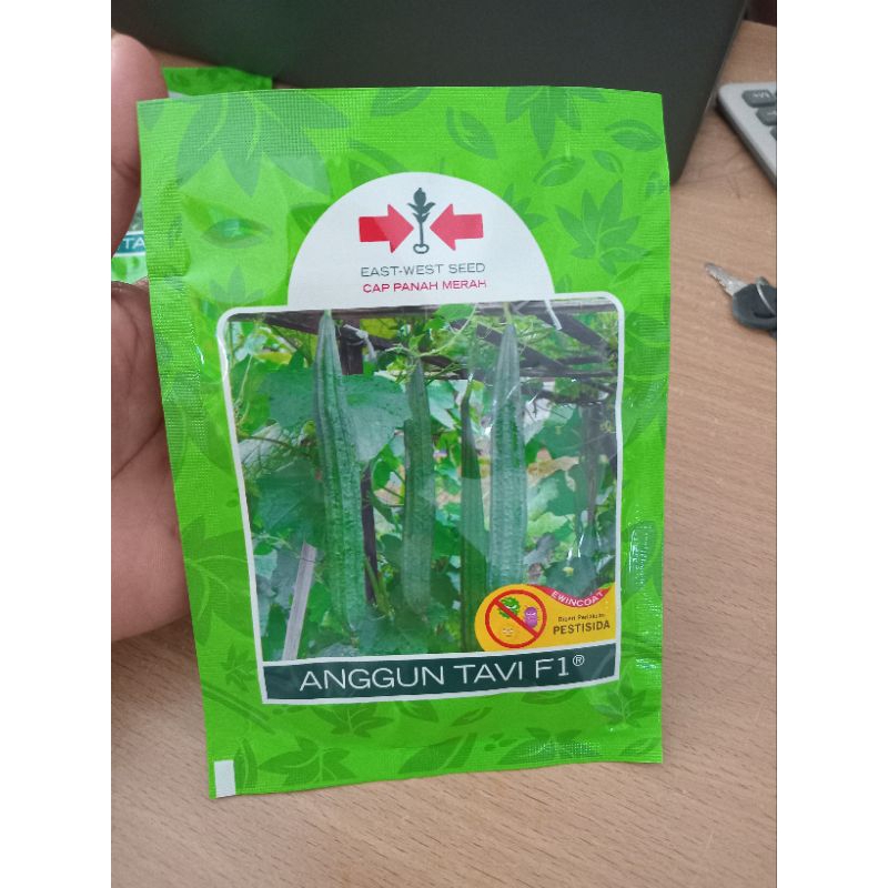 bibit oyong Anggun Tavi f1 75btr