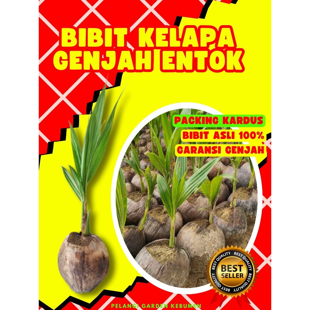 TERLARIS.. Bibit Kelapa Gajah Entok, Bibit Kelapa Genjah, Bibit Kelapa Genjah Pendek Tidak di Kupas