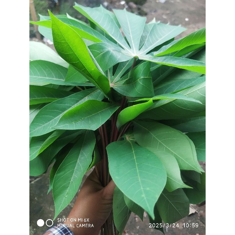 

DAUN SINGKONG DAUN KETELA / DAUN UBI FRESH BARU PETIK 1 DAUN