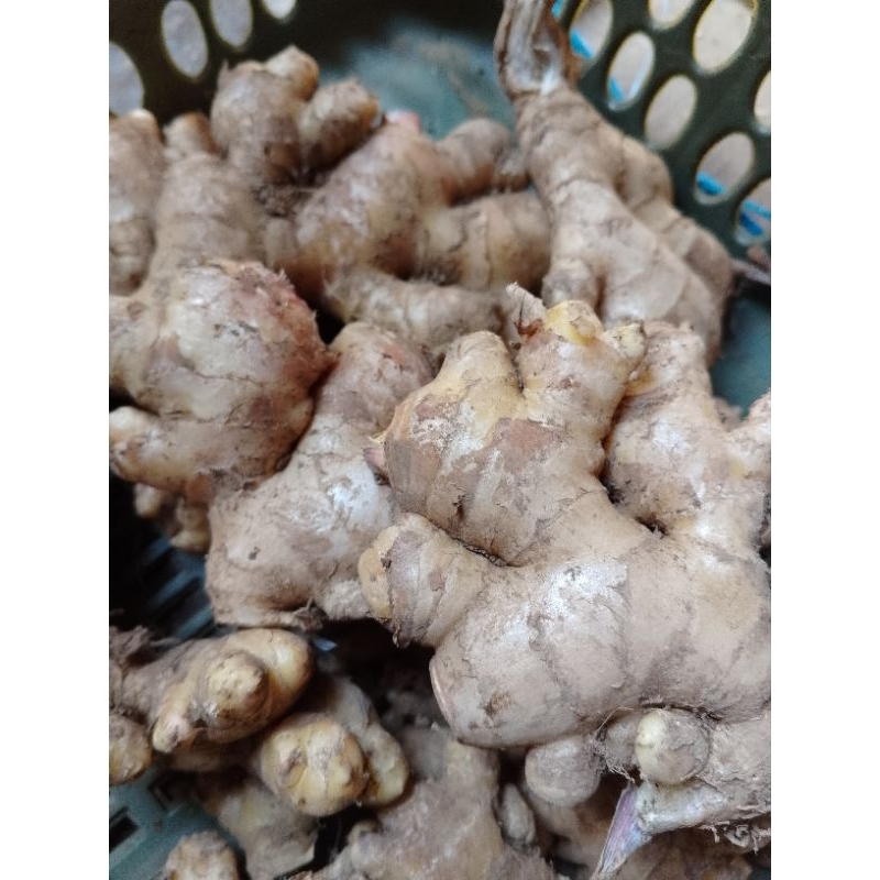 

Jahe emprit 1kg asli segar langsung panen Garut Gunung Cikuray