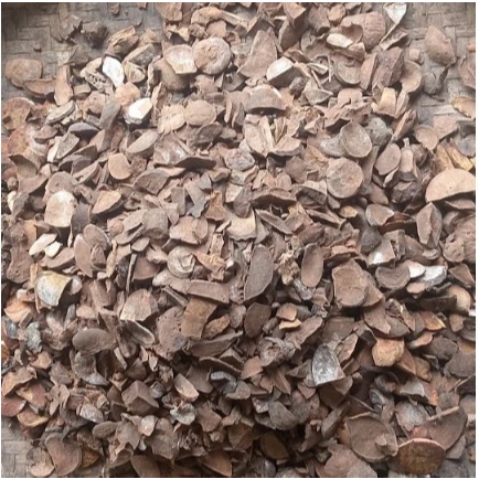 

Biji Alpukat Iris Kering Alami/ Rajang Biji ALPUKAT Kering Alami/ Natural Dried Avocado Seeds