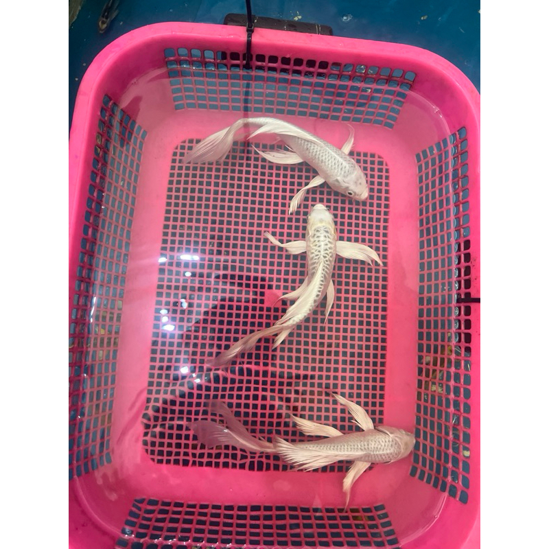koi slayer koi ekor panjang platinum