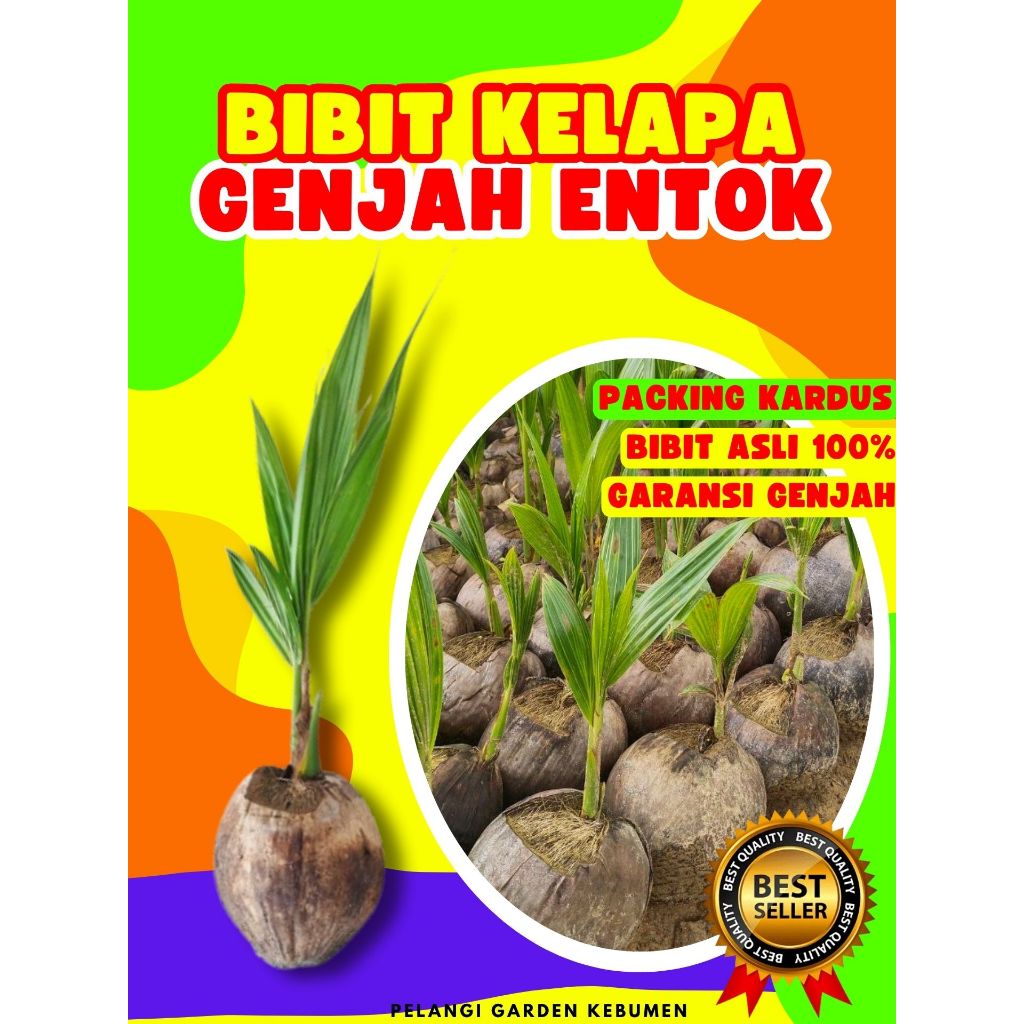 TERLARIS.. Bibit Kelapa Kembar, Bibit Kelapa Kecil, Bibit Kelapa Kerdil