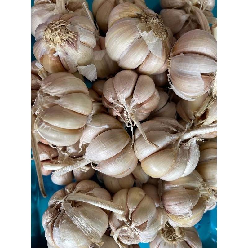 

BAWANG PUTIH SINCO SICO KATING CUTTING BERSIH HARGA TERMURAH BAWANG MERAH