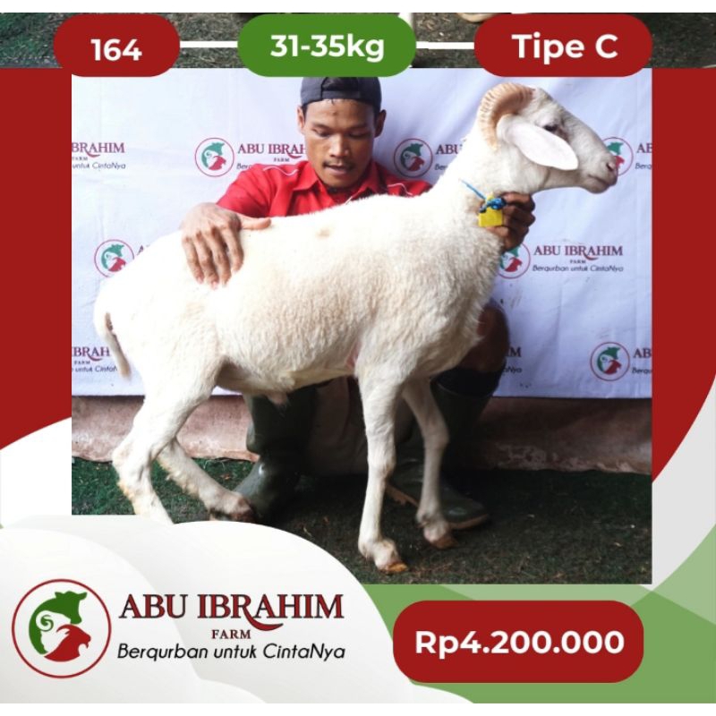 

Kambing Kurban Tipe C 31–35kg | Abu Ibrahim Farm | Sehat & Bergaransi