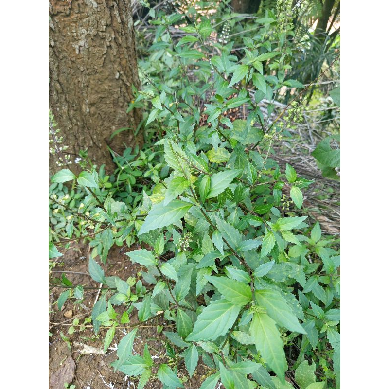

daun kumis kucing segar 500gram+bonus daun keji ki beling300gram