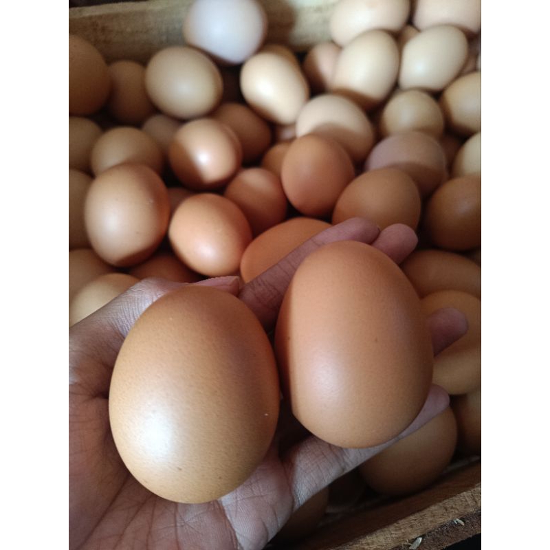 

6 butir telur ayam negeri pilihan packing aman pakai mika