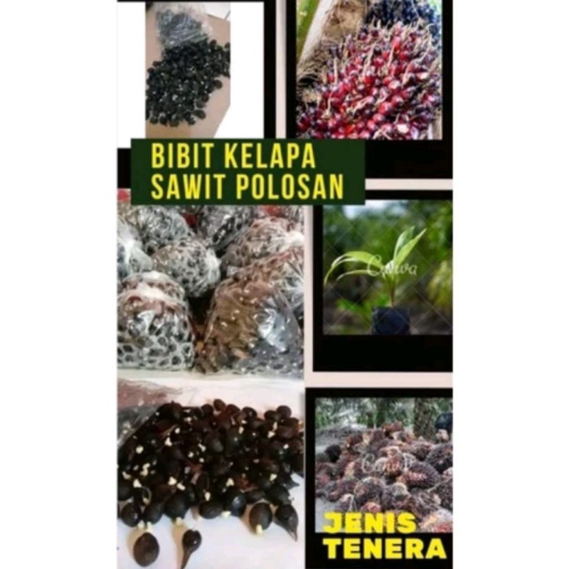 kecambah sawit tenera polosan unggul..