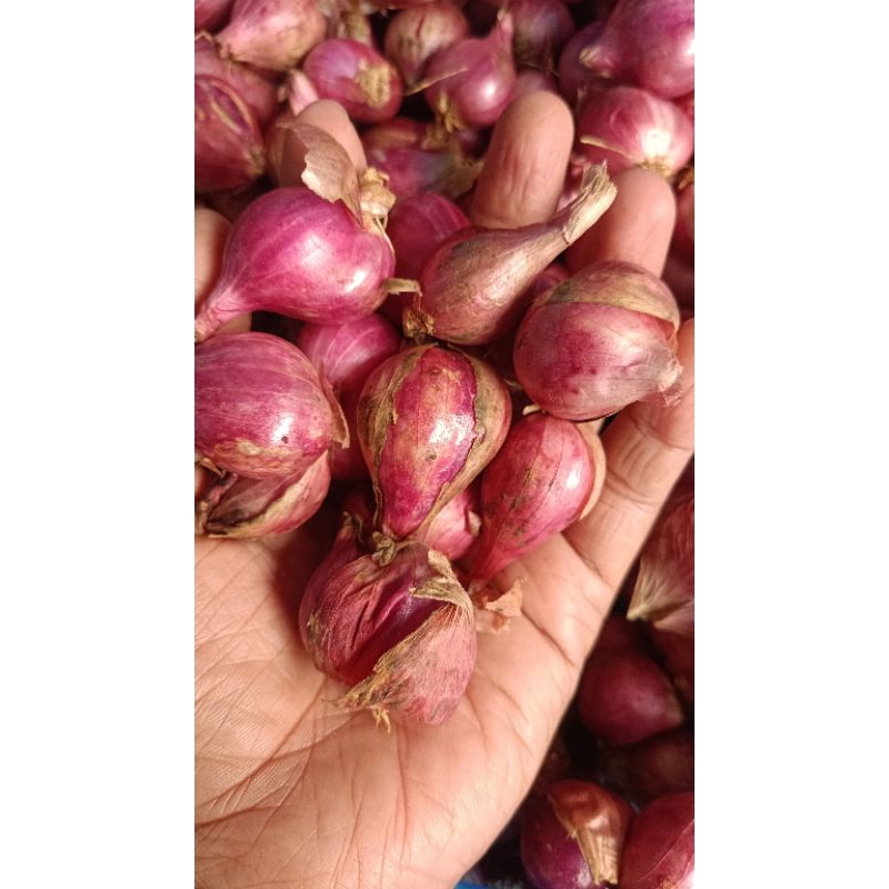 

bawang merah lokal ukuran besar 1kg