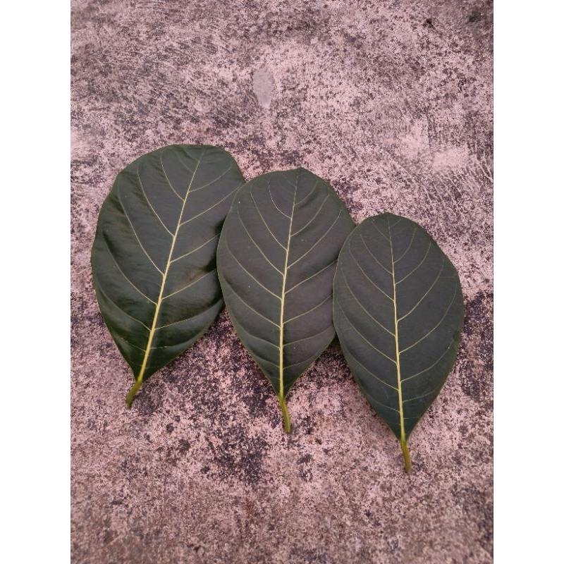 

Daun Nangka Segar 100 Lembar Di petik Langsung