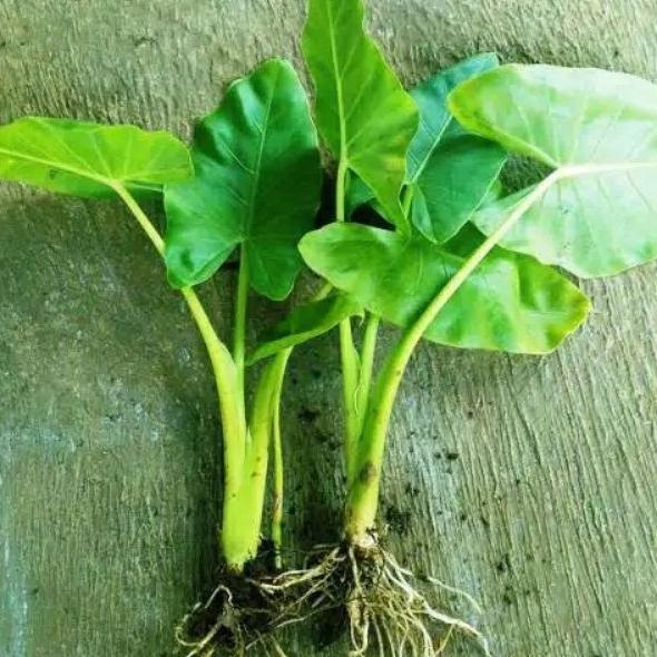 5 Pcs Bibit Tanaman Sente Hijau – Caladium Hias Daun Lebar Cocok Indoor & Outdoor