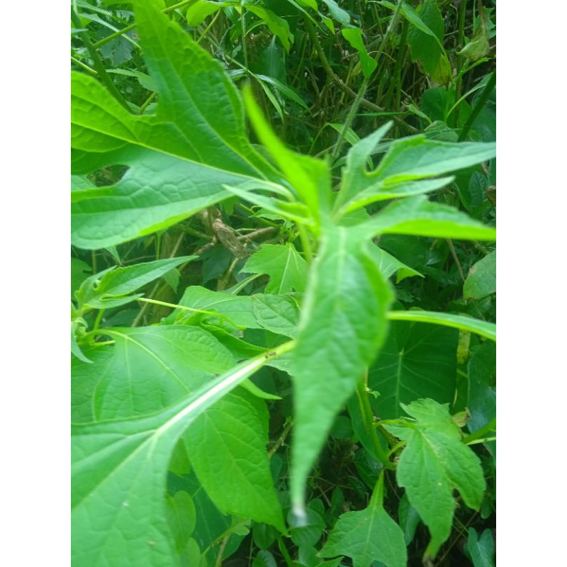 

daun insulin segar petik langsung per 250 grm