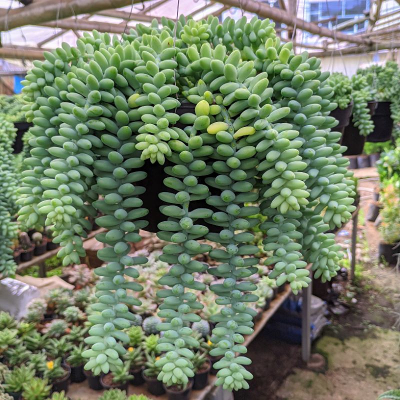 Tanaman Hias Gantung Kaktus Anggur Sukulen Air Mata Ibu Donkey Tail Tahan Panas Mudah Dirawat