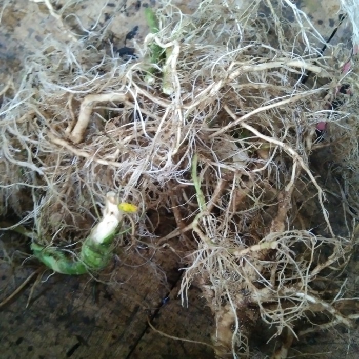 

Herbal akar tanaman buah takokak/cepokak segar sudah bersih