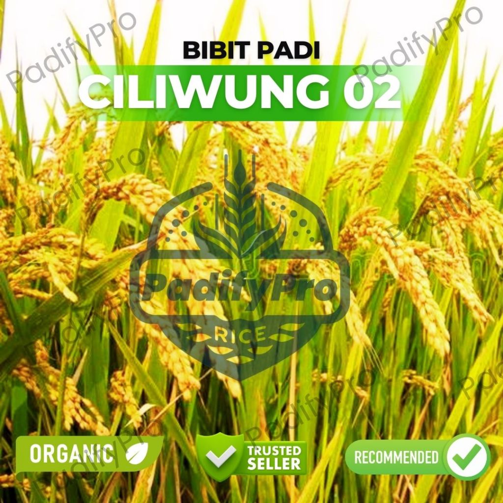 

Bibit Padi Ciliwung 02 Unggul 1kg – Tahan Hama, Hasil Tinggi, Nasi Pulen Anti Rebah & Rontok