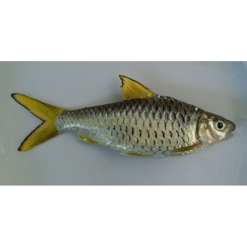wader ekor kuning / Hiasan Aquarium / Hiasan Aquscape
