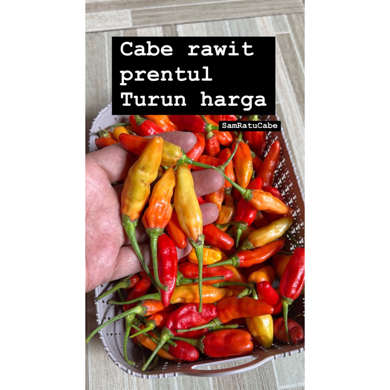 

CABE RAWIT PRENTUL 1kg )(wajib baca deskripsi yaa)