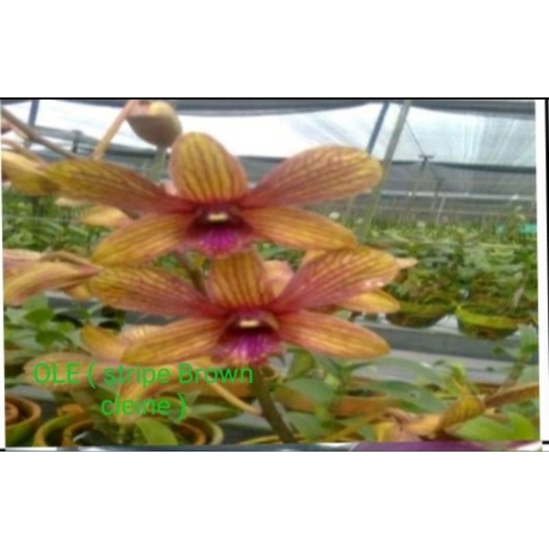 Anggrek Dendrobium id OLE