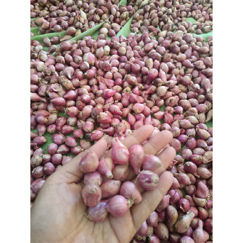 

bawang merah ukuran kecil 1 kg