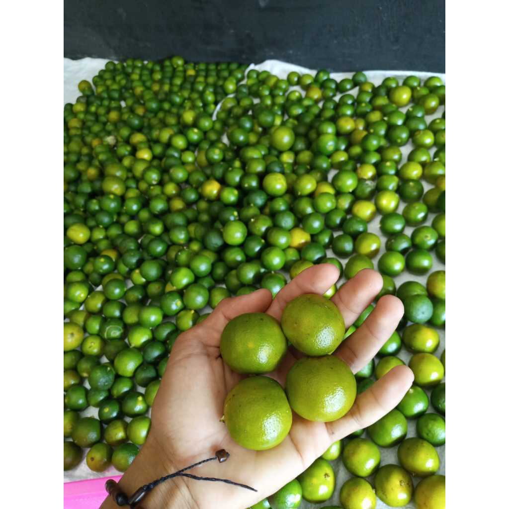 

Jeruk kunci/5KG jeruk sonkit lemon cui/jeruk peras kasturi ukuran BESAR