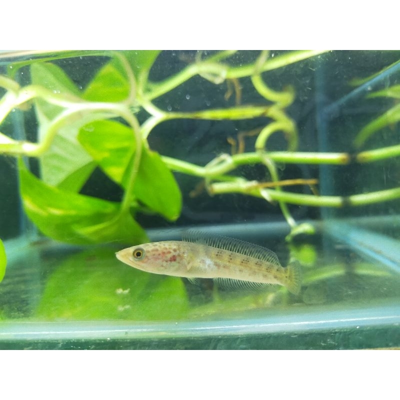 Chana Auranti 12-14cm