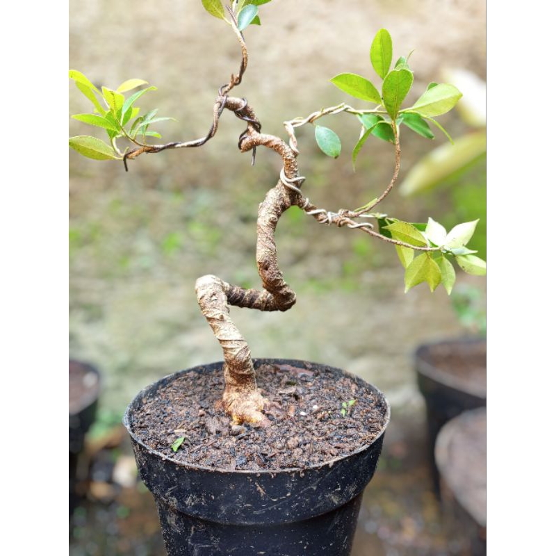 bonsai kimeng,iprik mame liukan