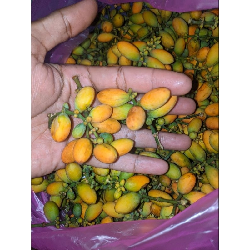 

KULUT TANGKIL TANGKIL MELINJO MUDA MENTAH SEGAR UNTUK SAYUR ASEM