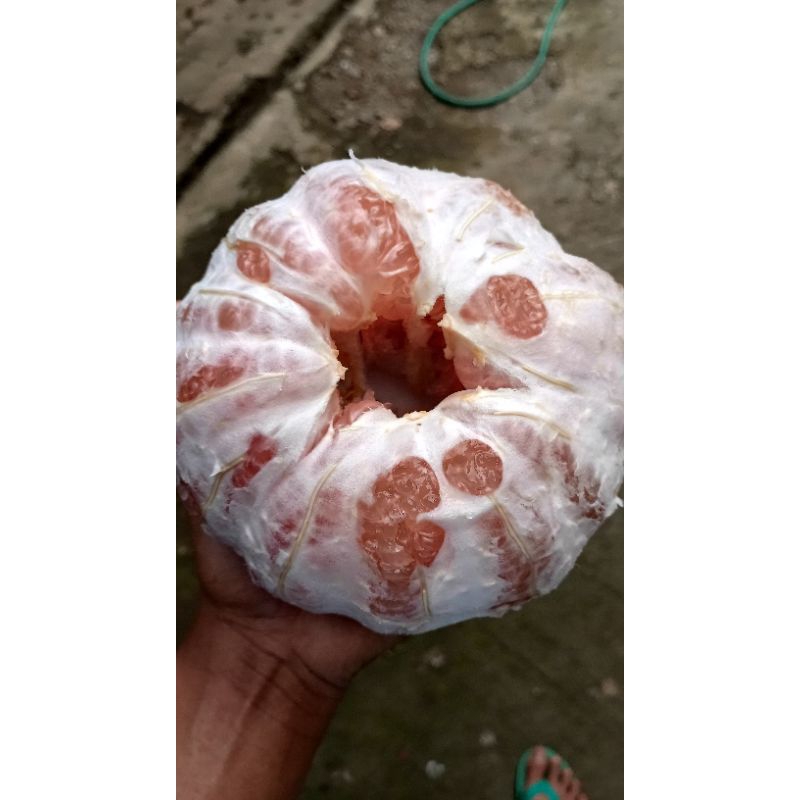 

jeruk pamelo berat 1kg fresh bergaransi 100%