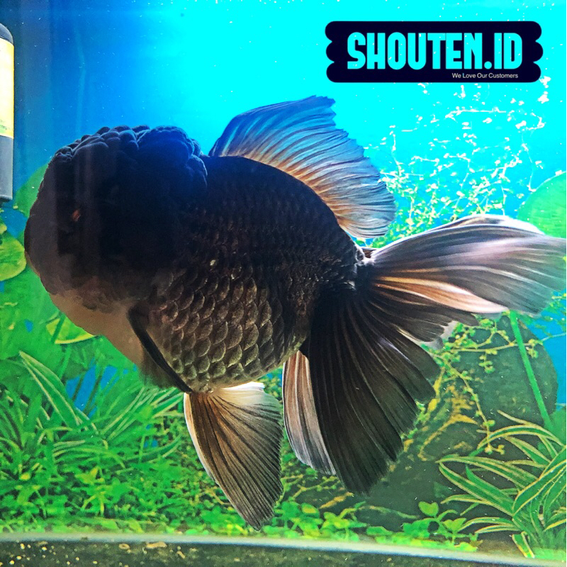 Ikan Mas Koki Oranda Lion Head Black