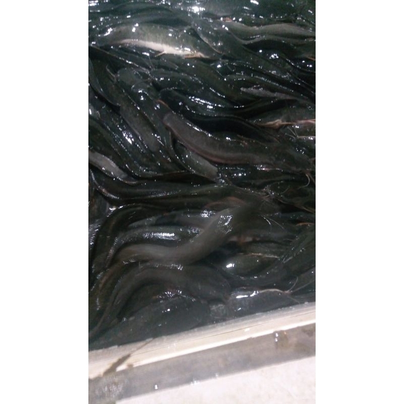 

Ikan Lele segar (masih hidup)