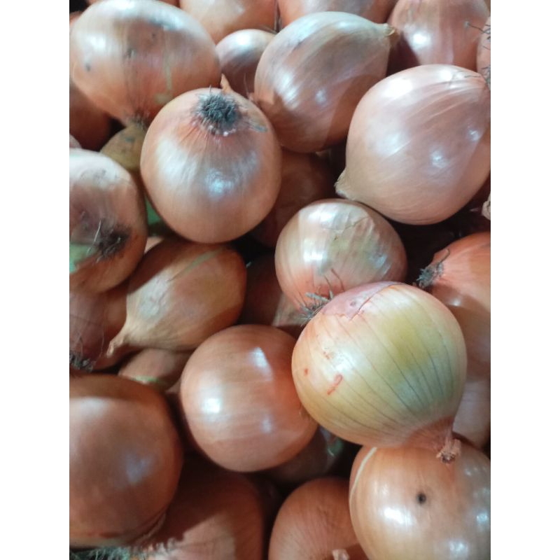 

Bahan Bawang Bombai Bombay 500 gram